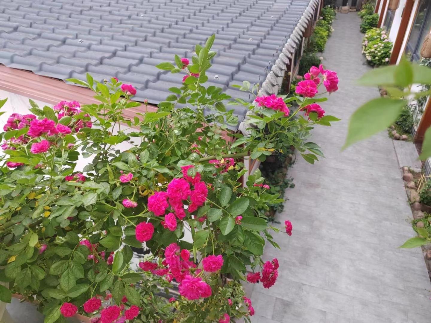 Zhangjiajie Tingyutang Little Yard Eksteriør bilde